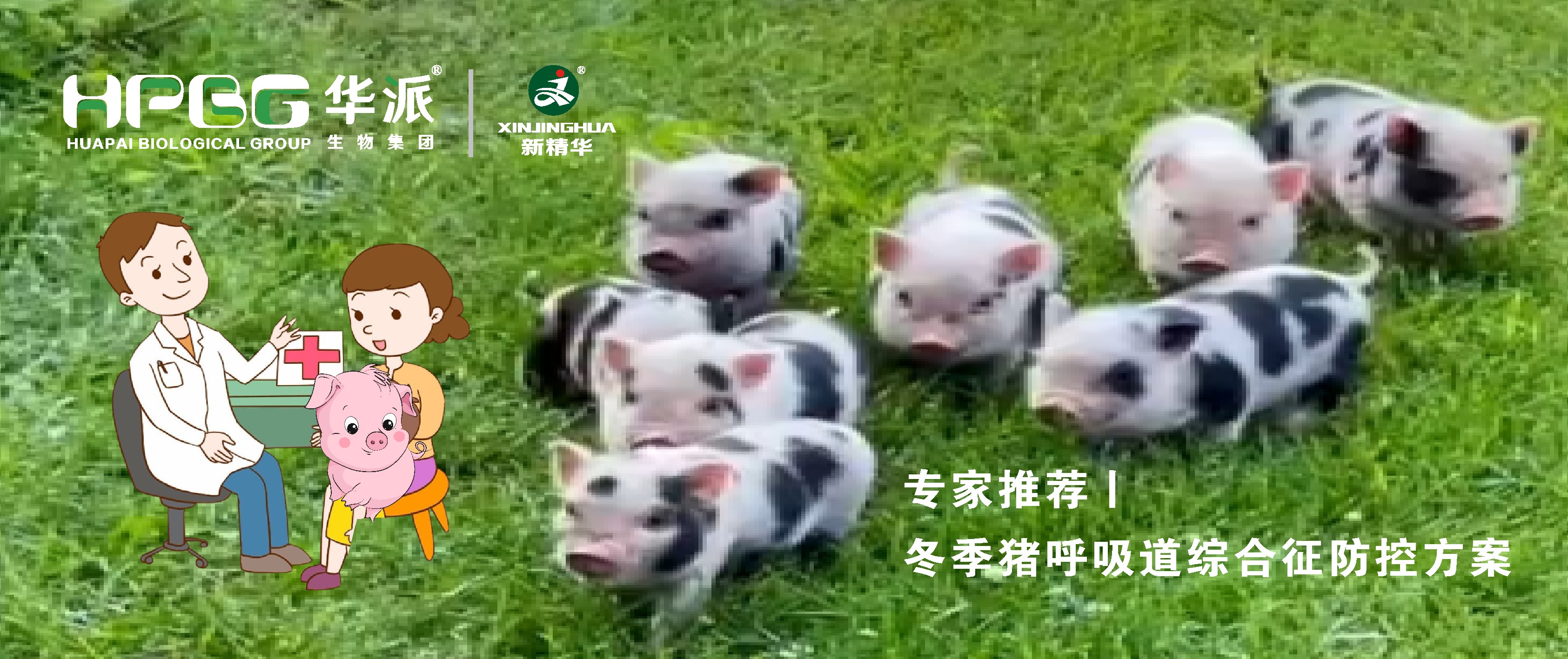 视频丨冬季猪呼吸道综合征防控计划，，，请收好……